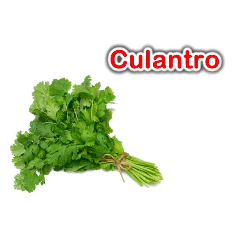CULANTRO X ATADO 