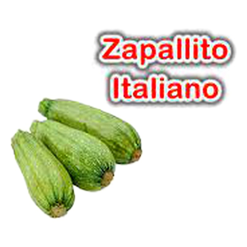 ZAPALLITO ITALIANO X UND 