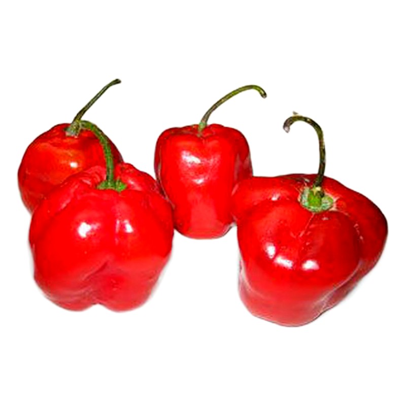 ROCOTO X KILO