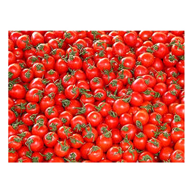 TOMATE X KILO