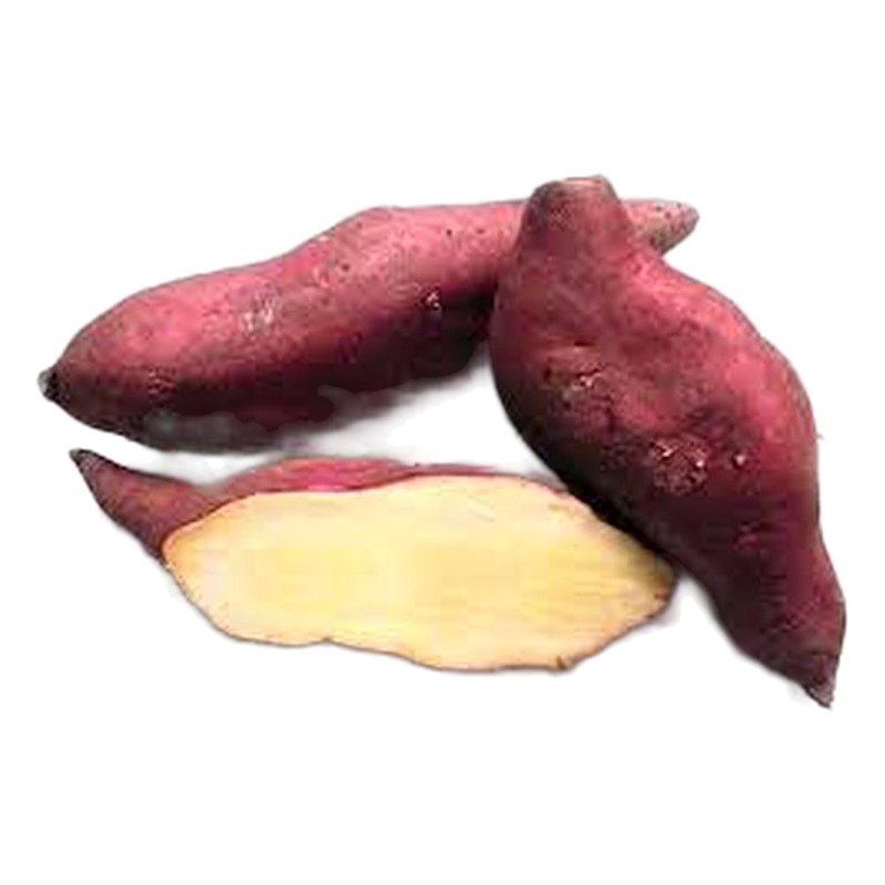CAMOTE MORADO X KILO 