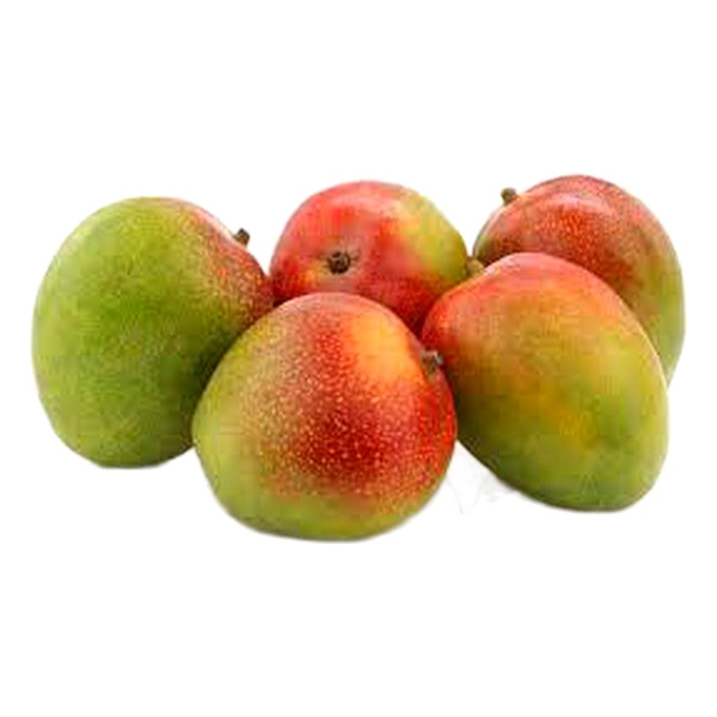 MANGO KENT X KILO 