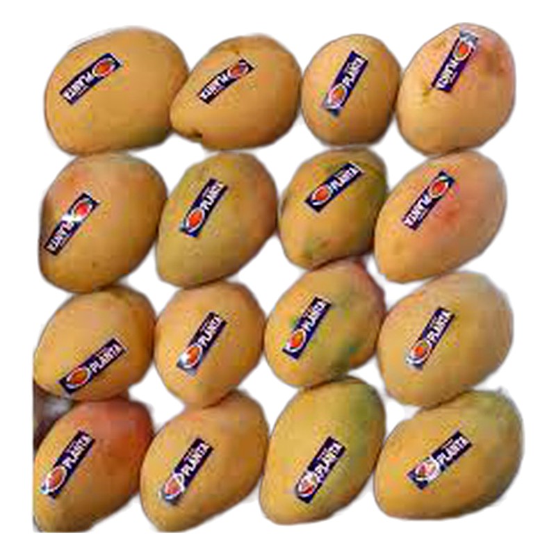 MANGO EDWARD X KILO 